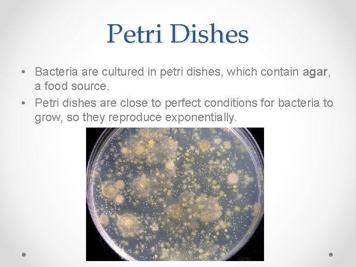 Petri Dishes • Bacteria are cultured in petri dishes, which contain agar, a food