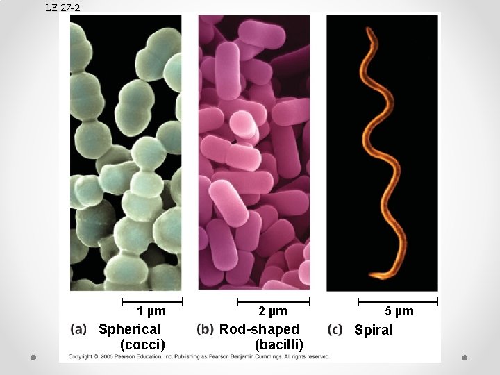 LE 27 -2 1 µm Spherical (cocci) 2 µm Rod-shaped (bacilli) 5 µm Spiral
