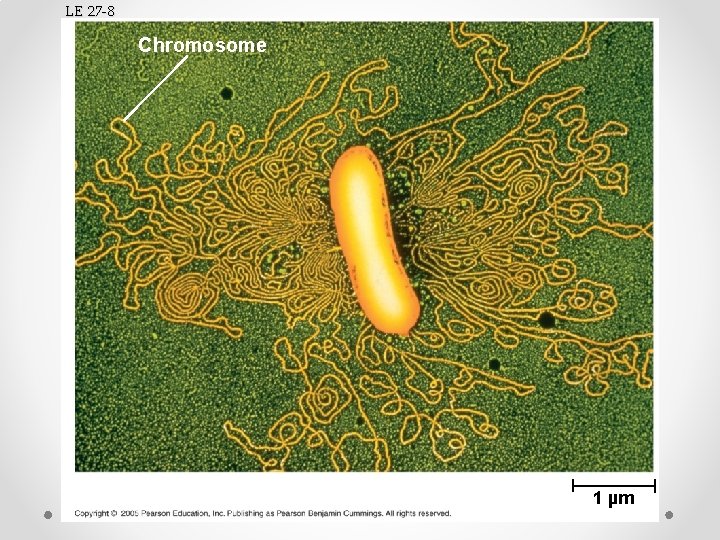 LE 27 -8 Chromosome 1 µm 