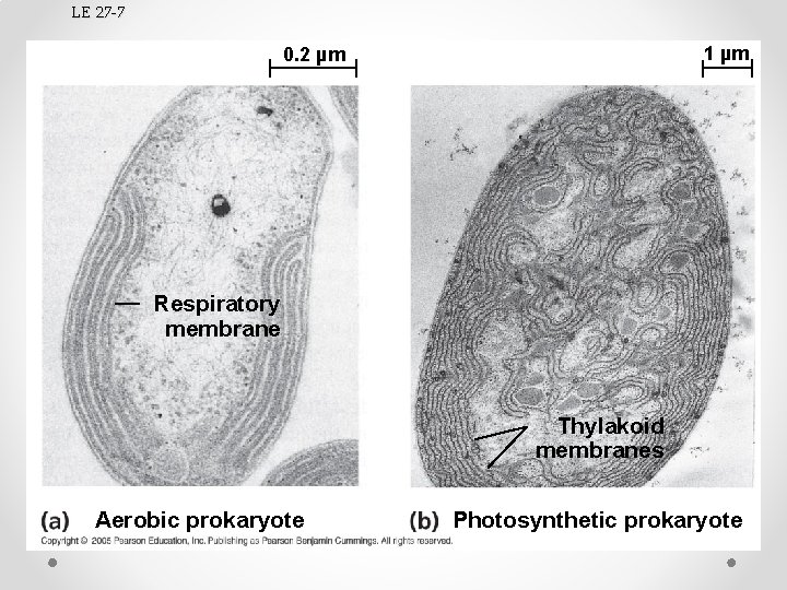 LE 27 -7 1 µm 0. 2 µm Respiratory membrane Thylakoid membranes Aerobic prokaryote
