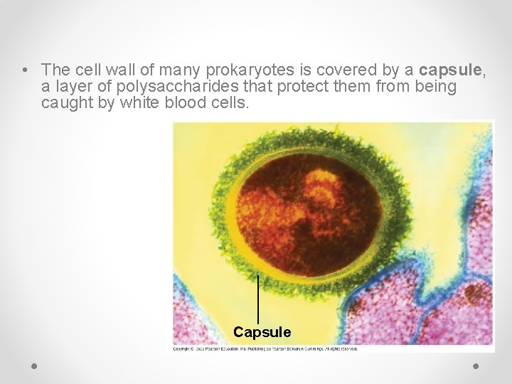 • The cell wall of many prokaryotes is covered by a capsule, a