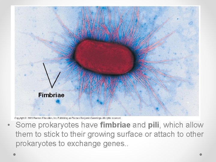 Fimbriae • Some prokaryotes have fimbriae and pili, which allow them to stick to
