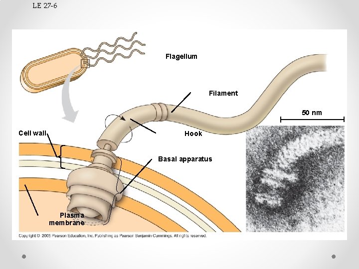 LE 27 -6 Flagellum Filament 50 nm Cell wall Hook Basal apparatus Plasma membrane