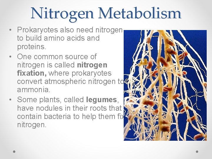Nitrogen Metabolism • Prokaryotes also need nitrogen to build amino acids and proteins. •