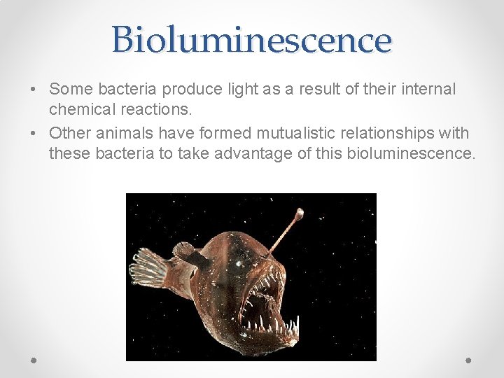Bioluminescence • Some bacteria produce light as a result of their internal chemical reactions.