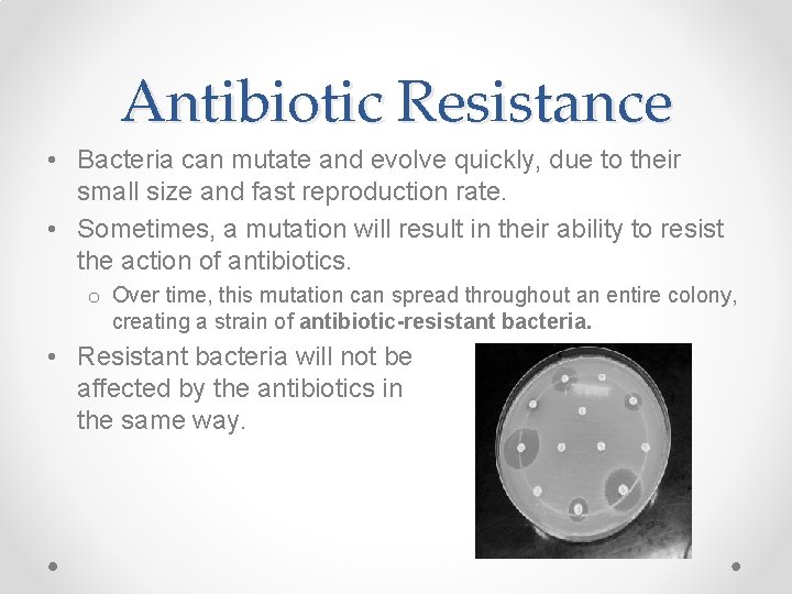 Antibiotic Resistance • Bacteria can mutate and evolve quickly, due to their small size