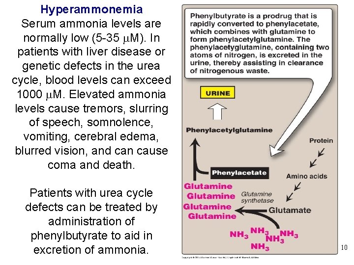 Hyperammonemia Serum ammonia levels are normally low (5 -35 m. M). In patients with