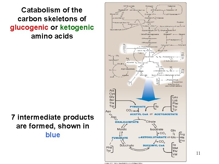 Catabolism of the carbon skeletons of glucogenic or ketogenic amino acids 7 intermediate products