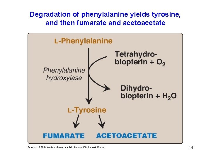 Degradation of phenylalanine yields tyrosine, and then fumarate and acetoacetate 14 