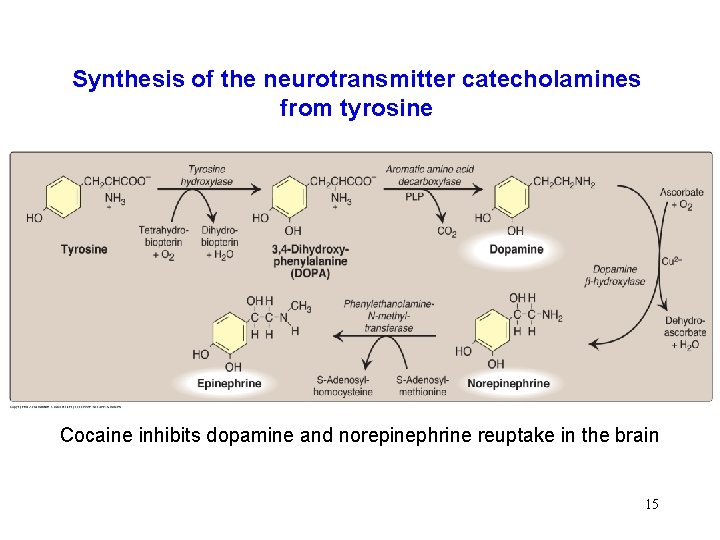 Synthesis of the neurotransmitter catecholamines from tyrosine Cocaine inhibits dopamine and norepinephrine reuptake in