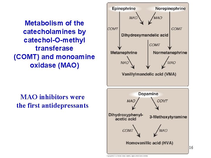 Metabolism of the catecholamines by catechol-O-methyl transferase (COMT) and monoamine oxidase (MAO) MAO inhibitors