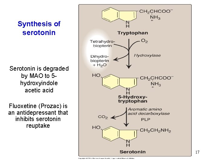 Synthesis of serotonin Serotonin is degraded by MAO to 5 hydroxyindole acetic acid Fluoxetine