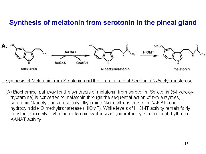 Synthesis of melatonin from serotonin in the pineal gland Synthesis of Melatonin from Serotonin