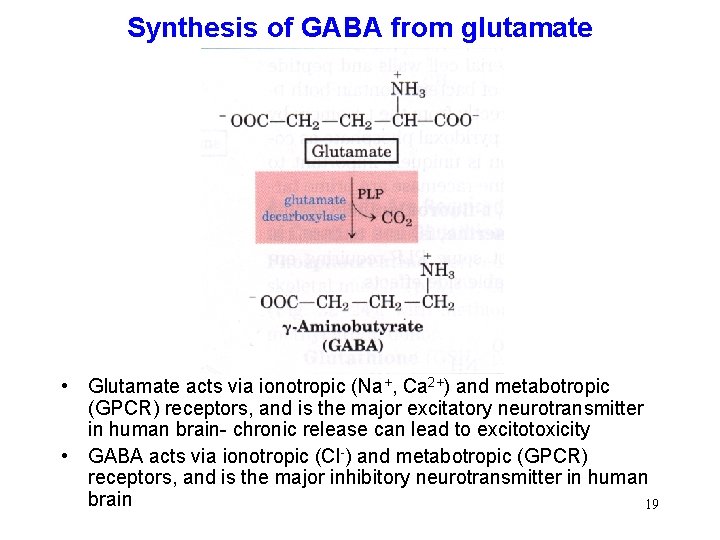 Synthesis of GABA from glutamate • Glutamate acts via ionotropic (Na+, Ca 2+) and