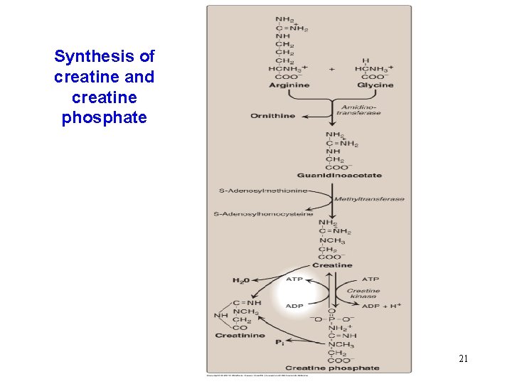 Synthesis of creatine and creatine phosphate 21 