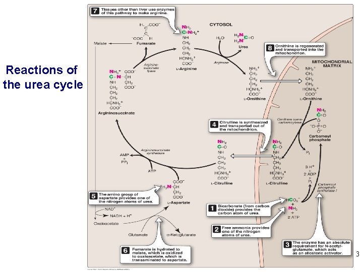 Reactions of the urea cycle 3 