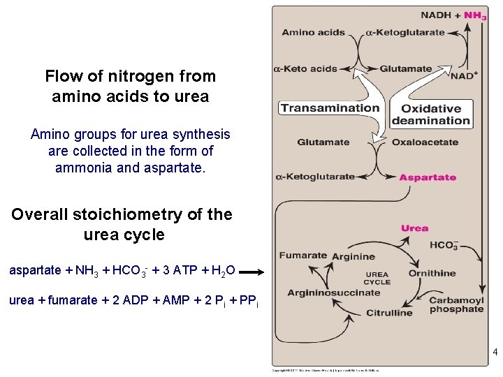 Flow of nitrogen from amino acids to urea Amino groups for urea synthesis are