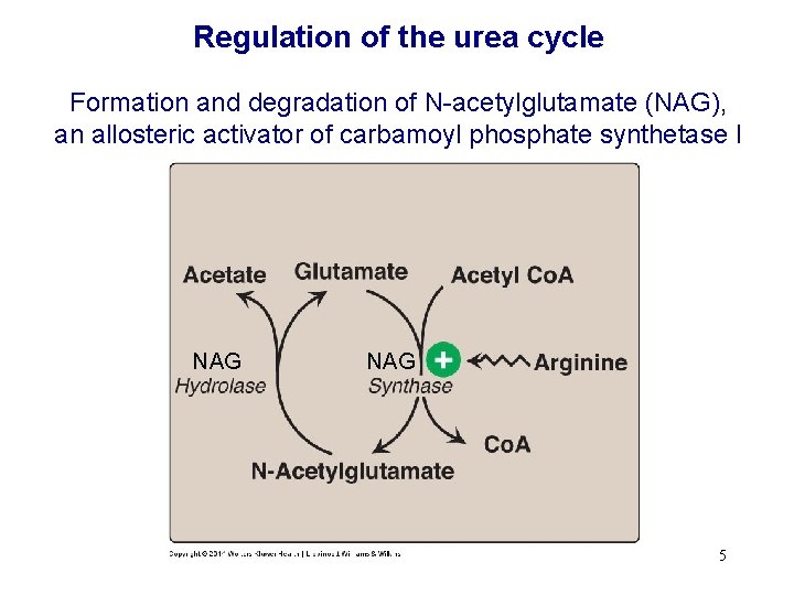 Regulation of the urea cycle Formation and degradation of N-acetylglutamate (NAG), an allosteric activator