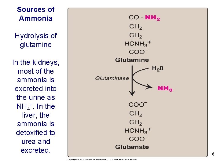 Sources of Ammonia Hydrolysis of glutamine In the kidneys, most of the ammonia is
