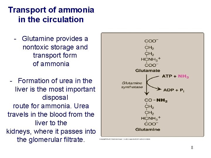 Transport of ammonia in the circulation - Glutamine provides a nontoxic storage and transport