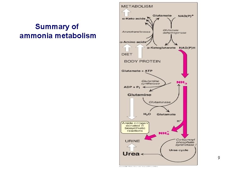 Summary of ammonia metabolism 9 