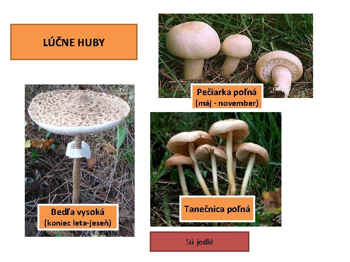 LÚČNE HUBY Pečiarka poľná (máj - november) Bedľa vysoká Tanečnica poľná (koniec leta-jeseň) Sú