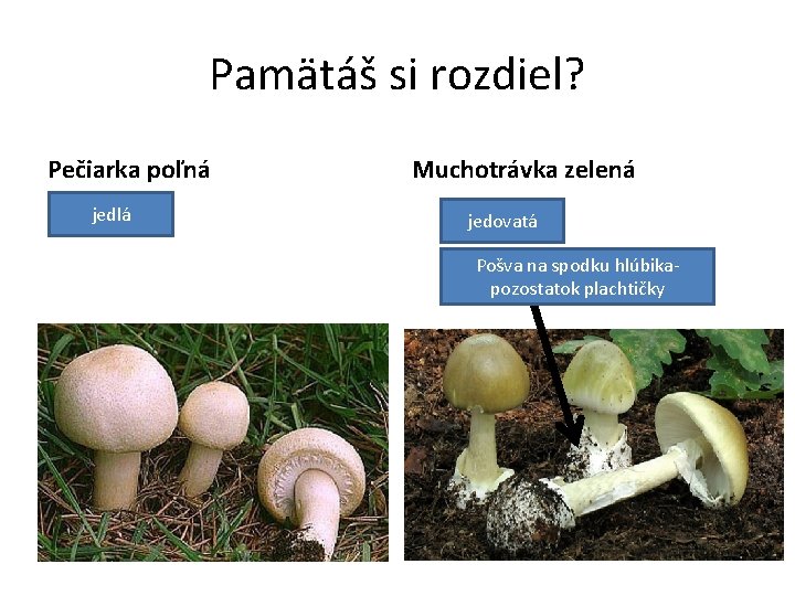 Pamätáš si rozdiel? Pečiarka poľná jedlá Muchotrávka zelená jedovatá Pošva na spodku hlúbikapozostatok plachtičky