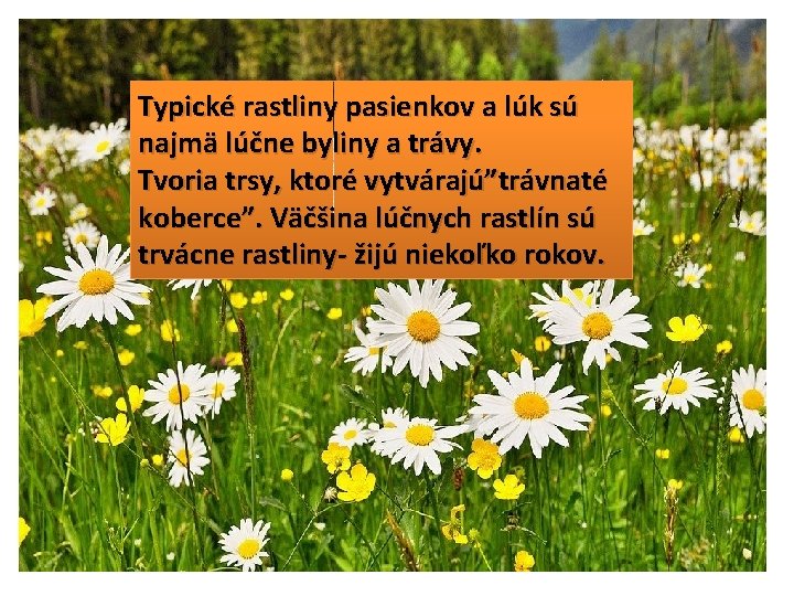 Typické rastliny pasienkov a lúk sú najmä lúčne byliny a trávy. Tvoria trsy, ktoré