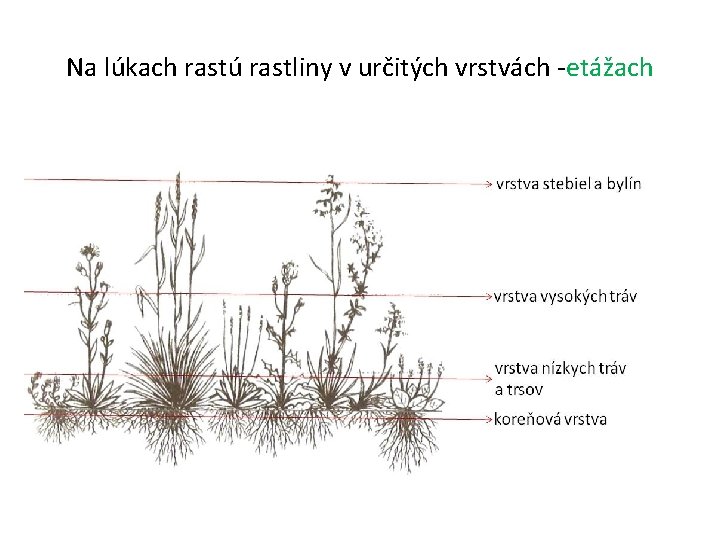 Na lúkach rastú rastliny v určitých vrstvách -etážach 
