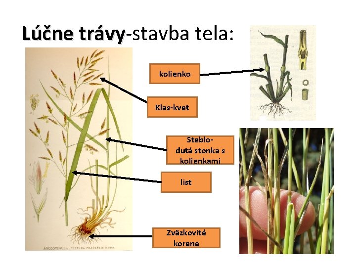 Lúčne trávy-stavba tela: trávy kolienko Klas-kvet Steblodutá stonka s kolienkami list Zväzkovité korene 