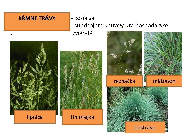 KŔMNE TRÁVY . - kosia sa - sú zdrojom potravy pre hospodárske zvieratá reznačka
