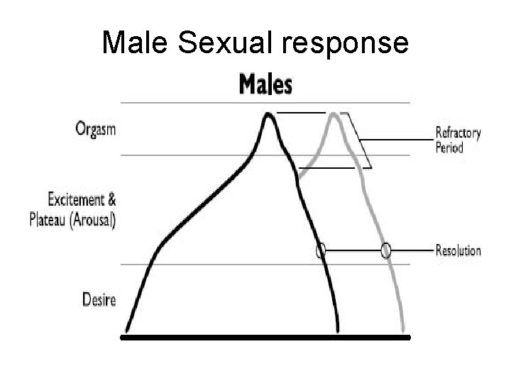 Male Sexual response 