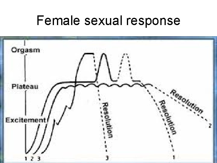 Female sexual response 