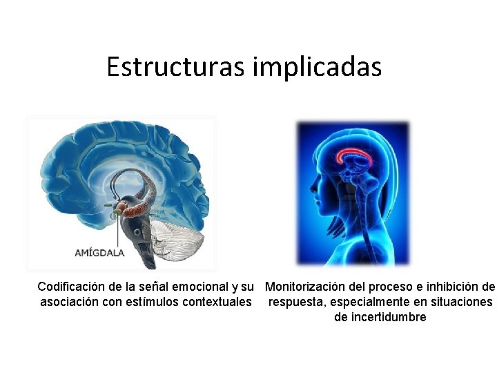 Estructuras implicadas Codificación de la señal emocional y su Monitorización del proceso e inhibición