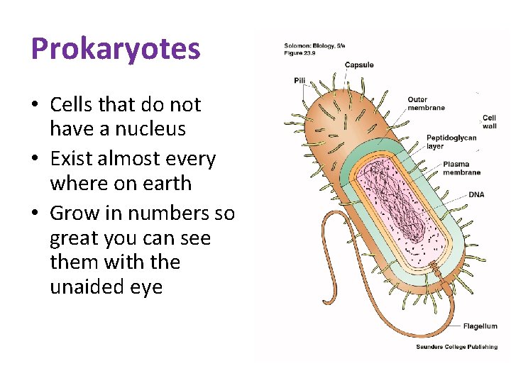 Prokaryotes • Cells that do not have a nucleus • Exist almost every where