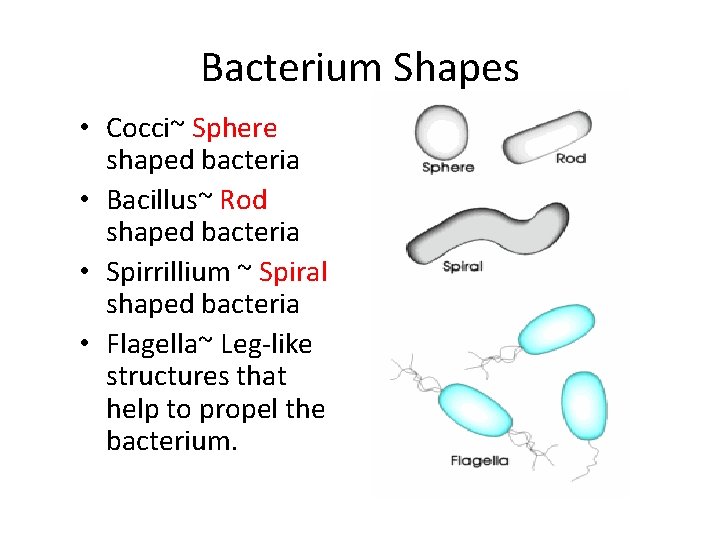 Bacterium Shapes • Cocci~ Sphere shaped bacteria • Bacillus~ Rod shaped bacteria • Spirrillium