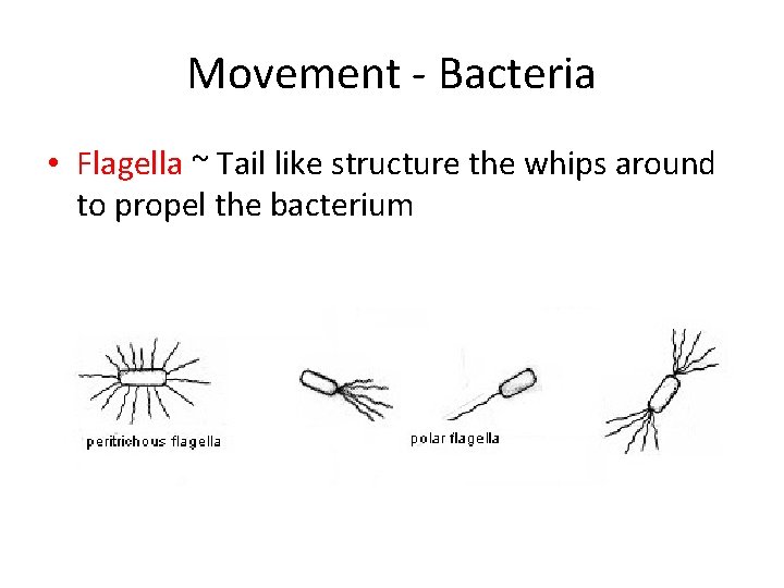 Movement - Bacteria • Flagella ~ Tail like structure the whips around to propel