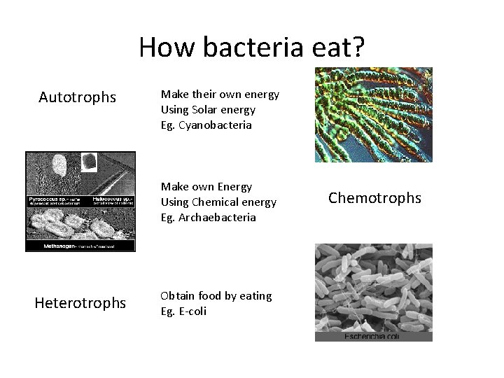 How bacteria eat? Autotrophs Make their own energy Using Solar energy Eg. Cyanobacteria Make