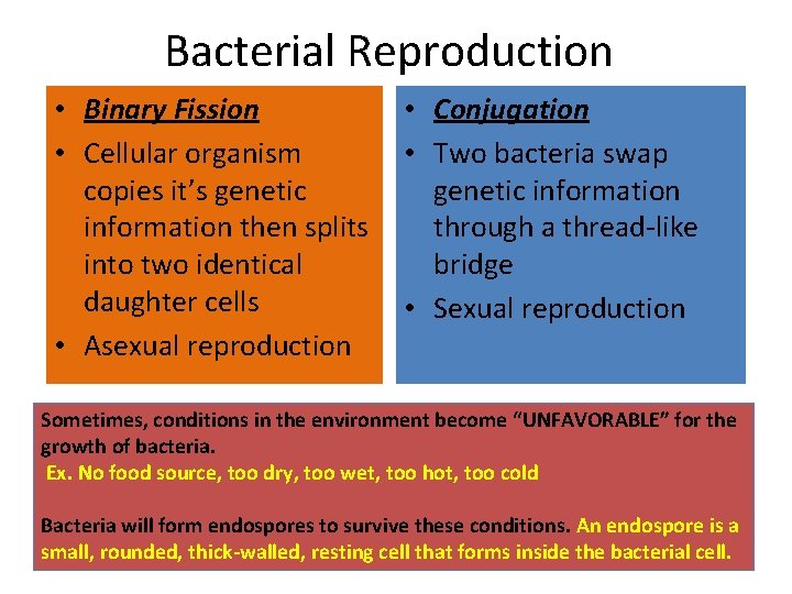 Bacterial Reproduction • Binary Fission • Cellular organism copies it’s genetic information then splits