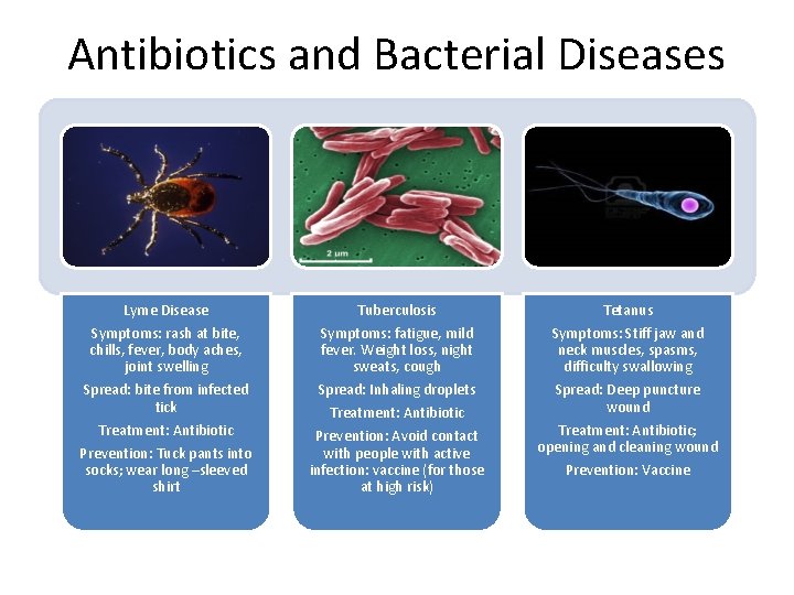 Antibiotics and Bacterial Diseases Lyme Disease Tuberculosis Tetanus Symptoms: rash at bite, chills, fever,