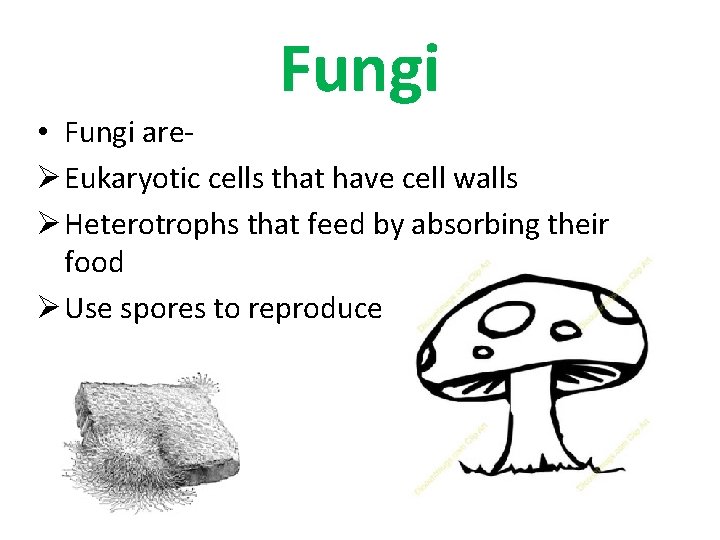 Fungi • Fungi areØ Eukaryotic cells that have cell walls Ø Heterotrophs that feed