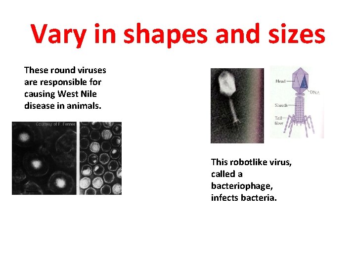 Vary in shapes and sizes These round viruses are responsible for causing West Nile