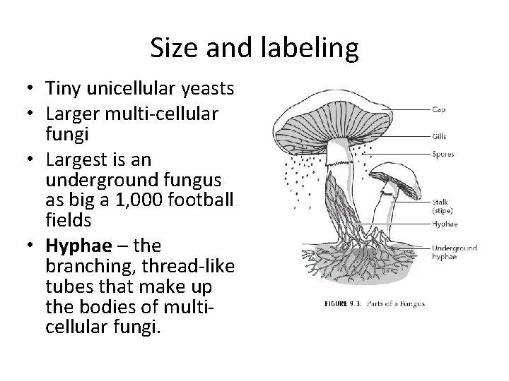 Size and labeling • Tiny unicellular yeasts • Larger multi-cellular fungi • Largest is