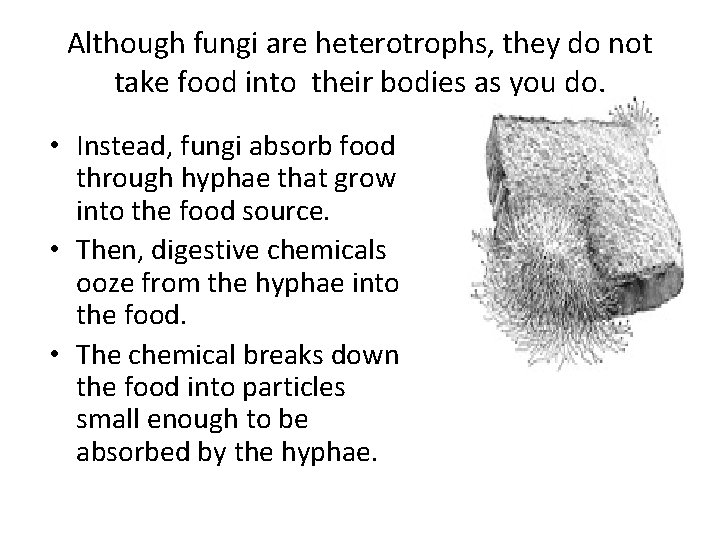 Although fungi are heterotrophs, they do not take food into their bodies as you