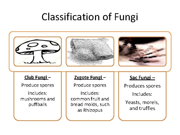 Classification of Fungi Club Fungi – Zygote Fungi – Produce spores Includes: mushrooms and