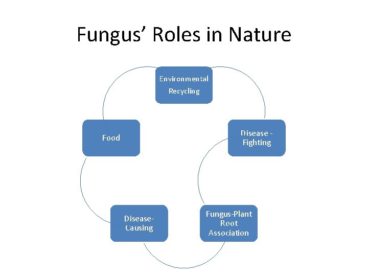 Fungus’ Roles in Nature Environmental Recycling Disease Fighting Food Disease. Causing Fungus-Plant Root Association