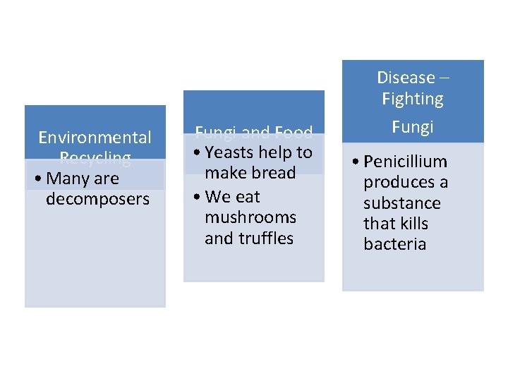 Disease – Fighting Environmental Recycling • Many are decomposers Fungi and Food • Yeasts