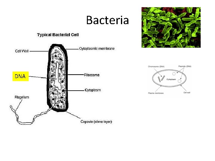 Bacteria DNA 
