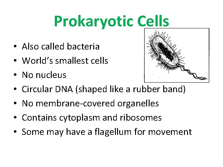 Prokaryotic Cells • • Also called bacteria World’s smallest cells No nucleus Circular DNA