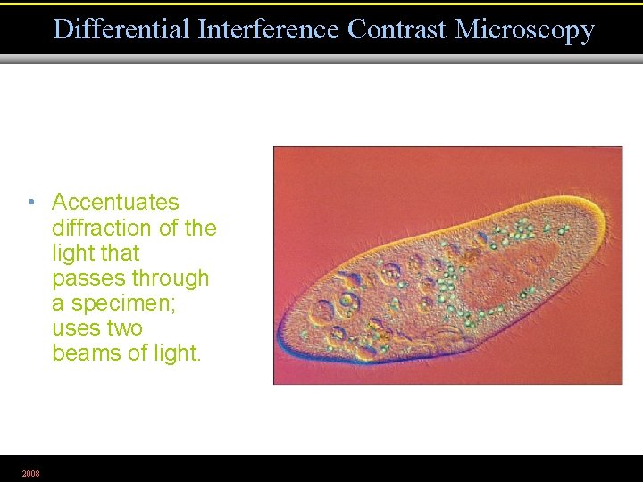 Differential Interference Contrast Microscopy • Accentuates diffraction of the light that passes through a